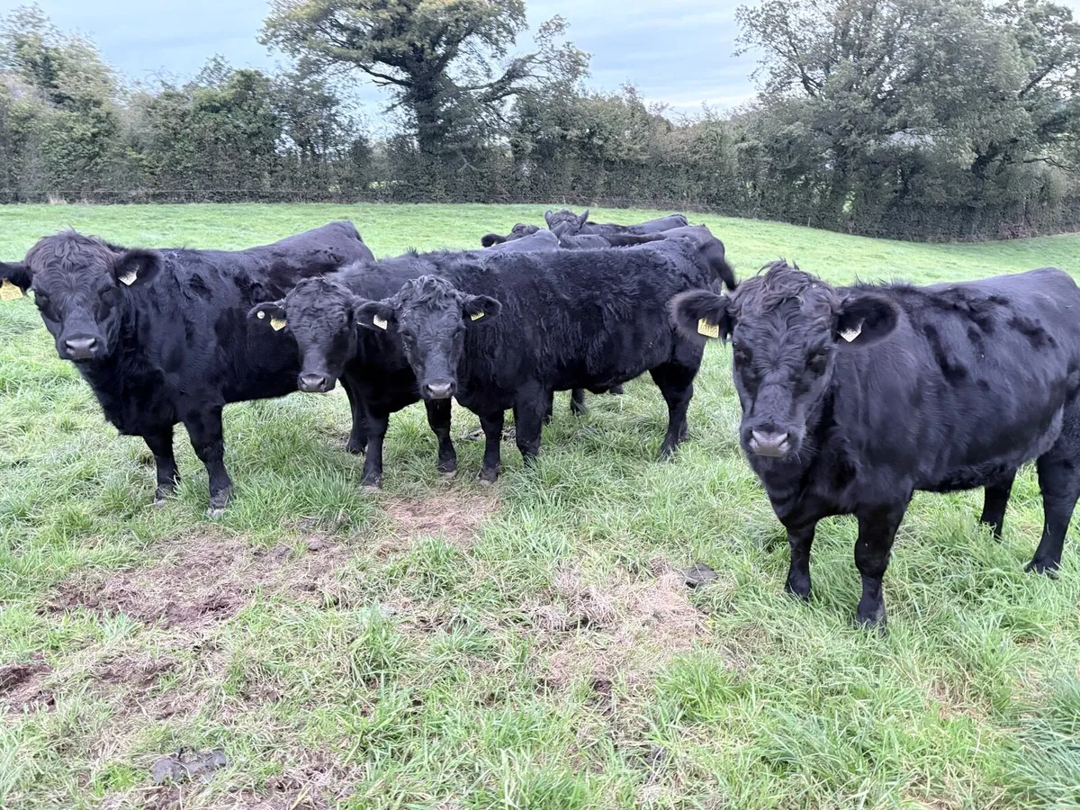 Pedigree Dexter Heifers - Image 1