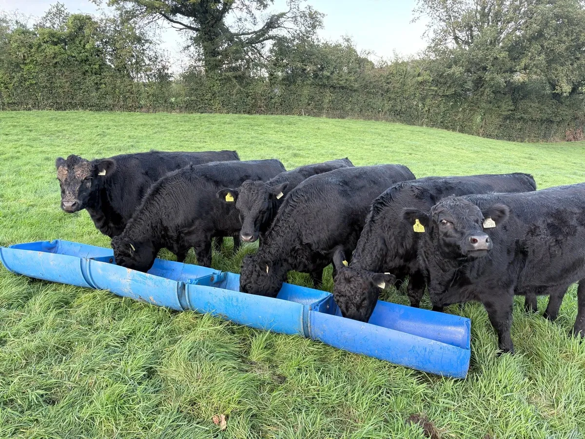Pedigree Dexter Heifers - Image 2