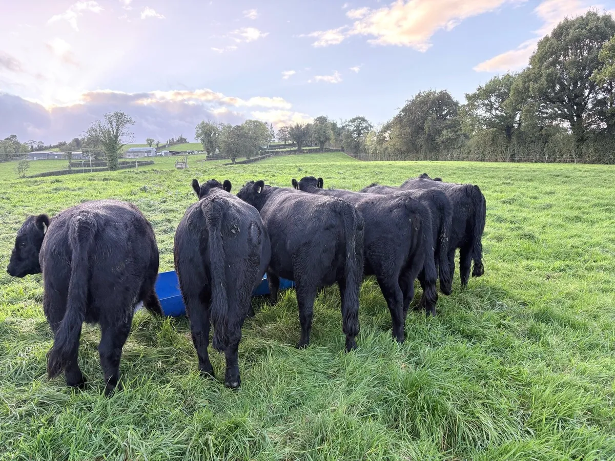 Pedigree Dexter Heifers - Image 3