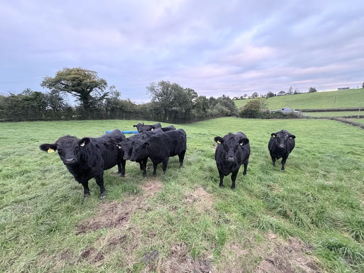 Pedigree Dexter Heifers - Image 4