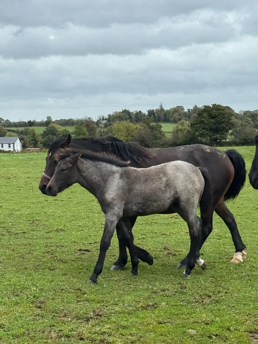Roan Connemara filly - Image 1