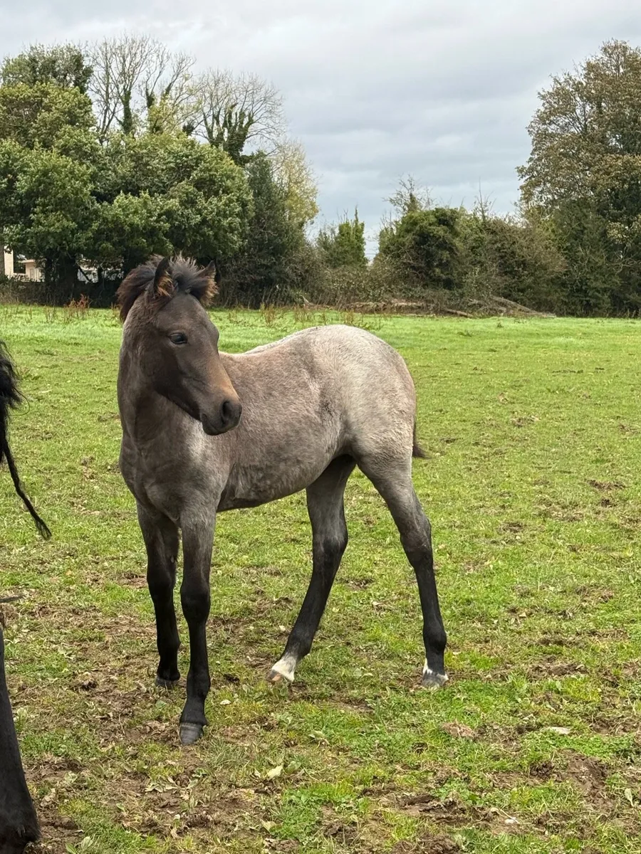 Roan Connemara filly - Image 3