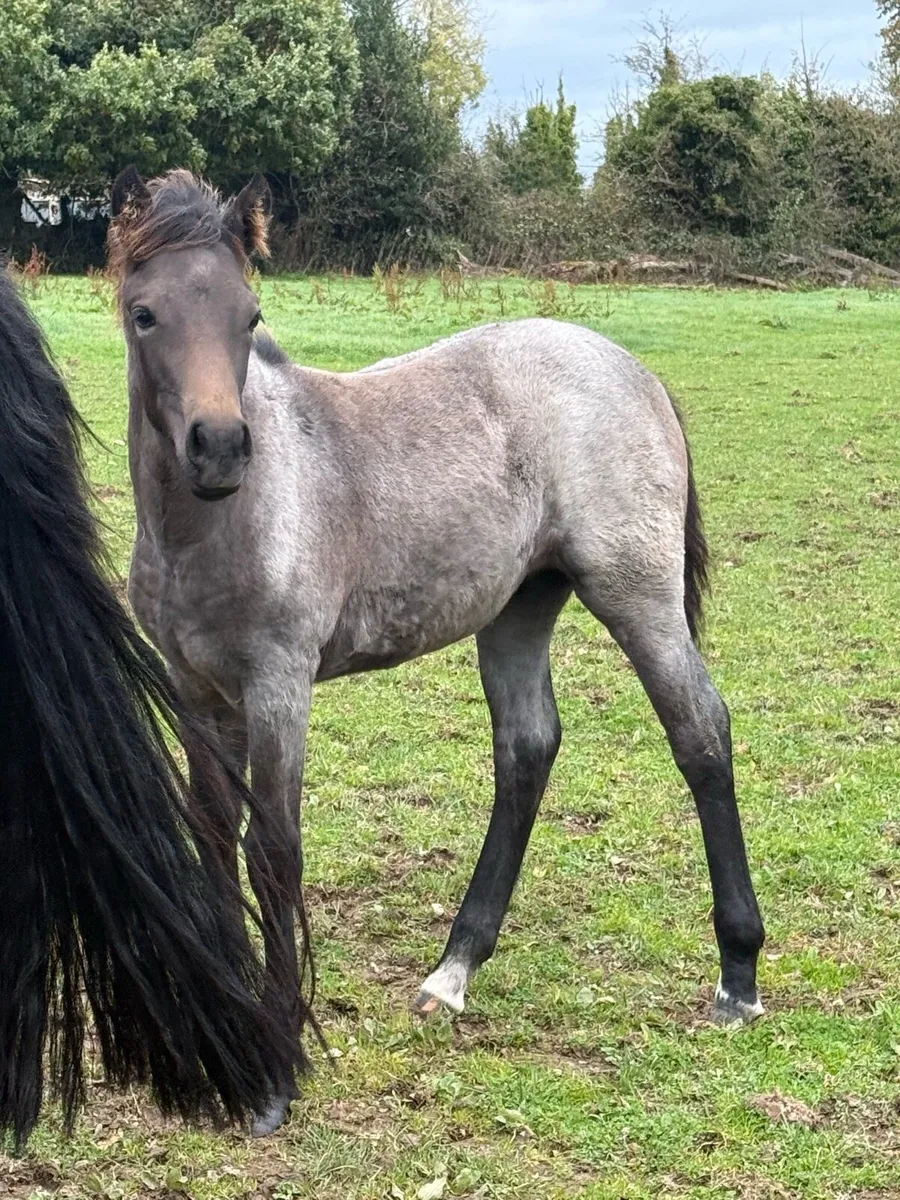 Roan Connemara filly - Image 2