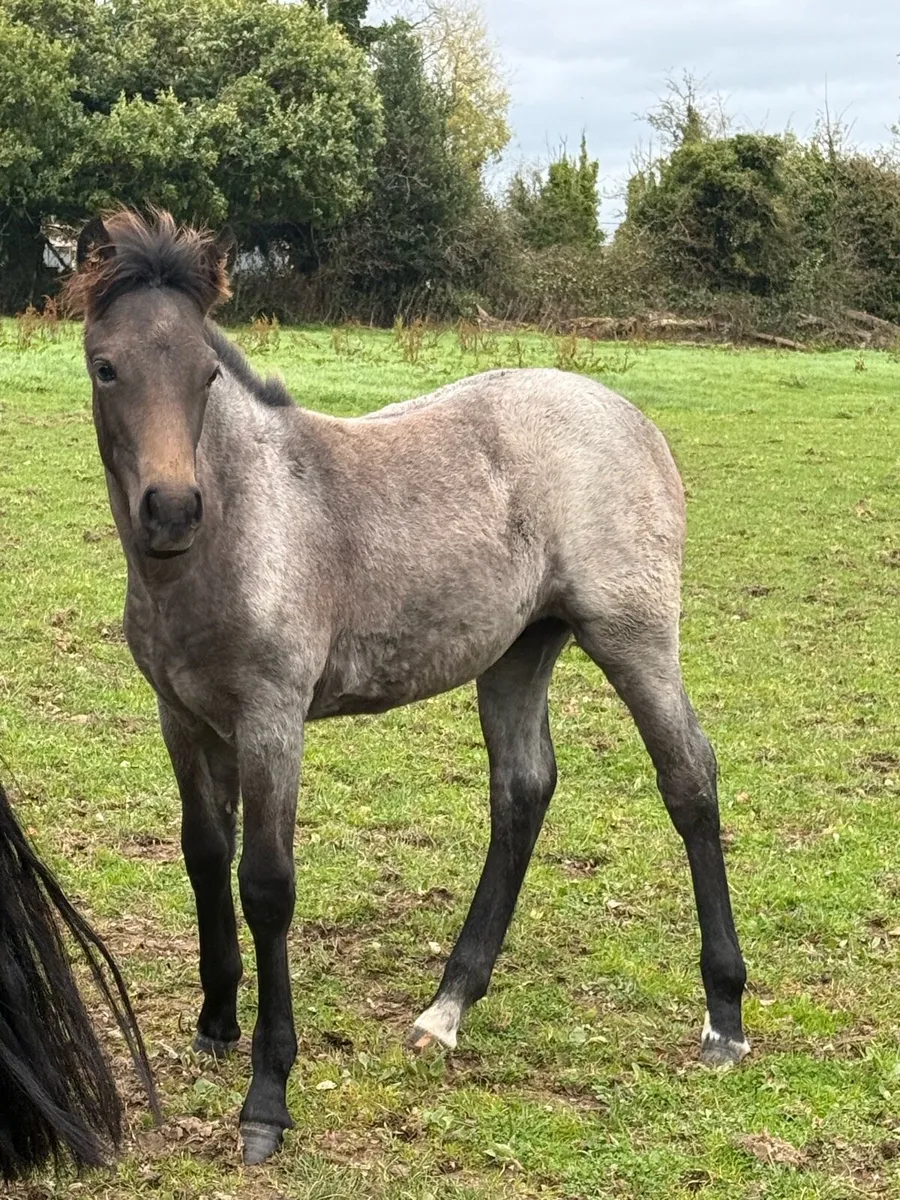Roan Connemara filly - Image 4