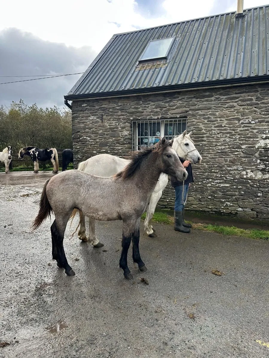 Connemara Colt Foal For Sale - Image 1