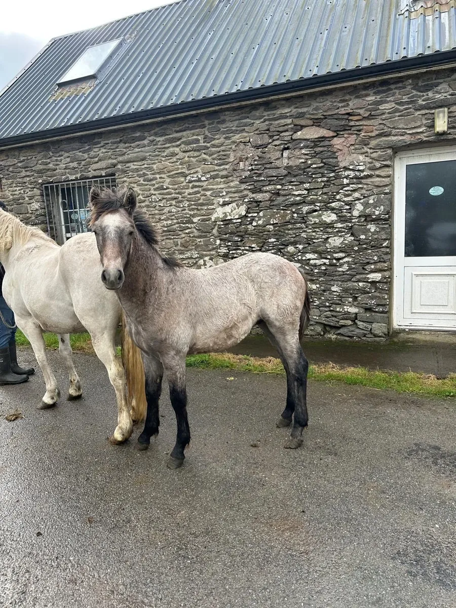 Connemara Colt Foal For Sale - Image 2