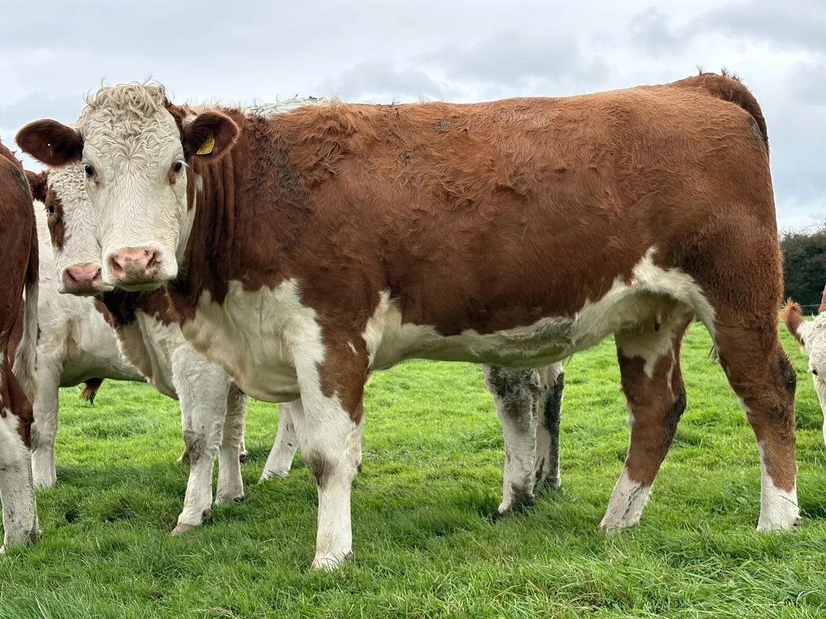 Incalf heifers - Image 4