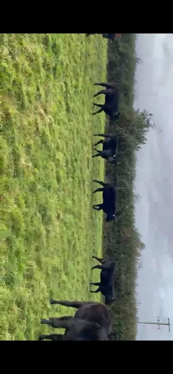 AAX heifers - Image 2