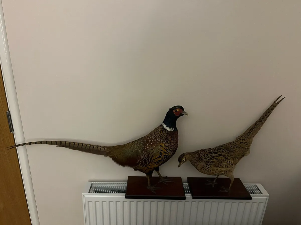 Pheasant taxidermy - Image 1