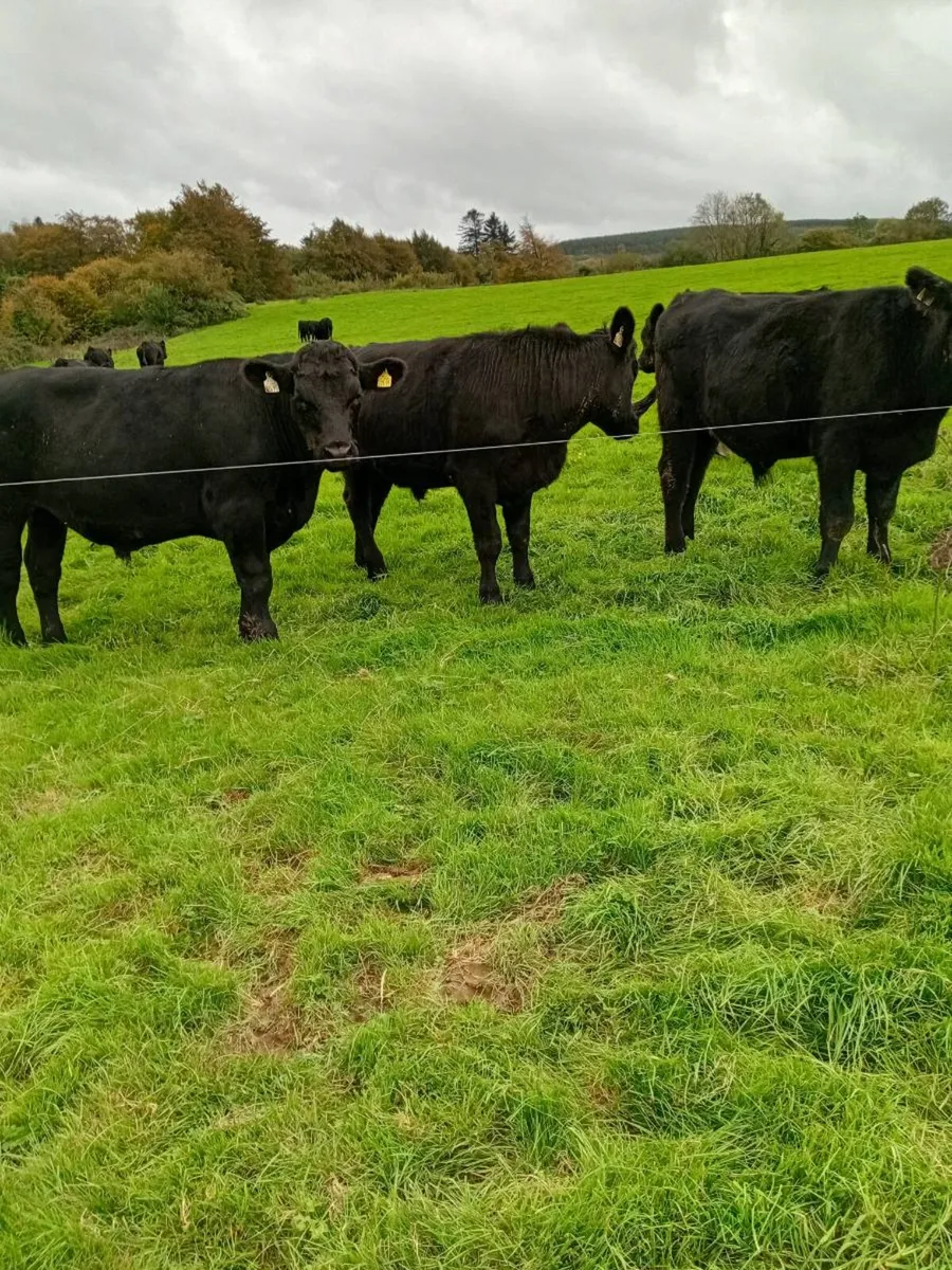12 angus bullocks 480 kgs - Image 2