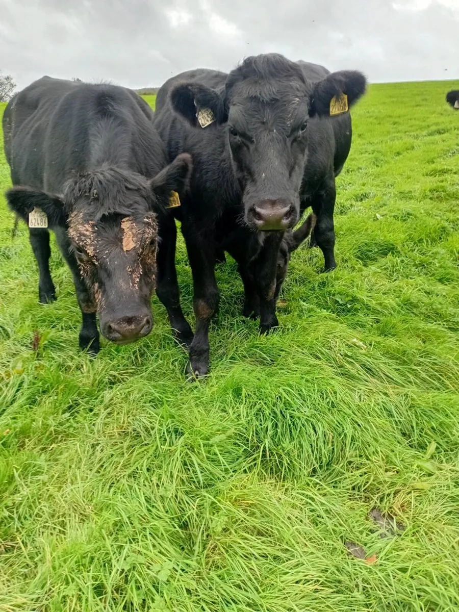 12 angus bullocks 480 kgs - Image 3
