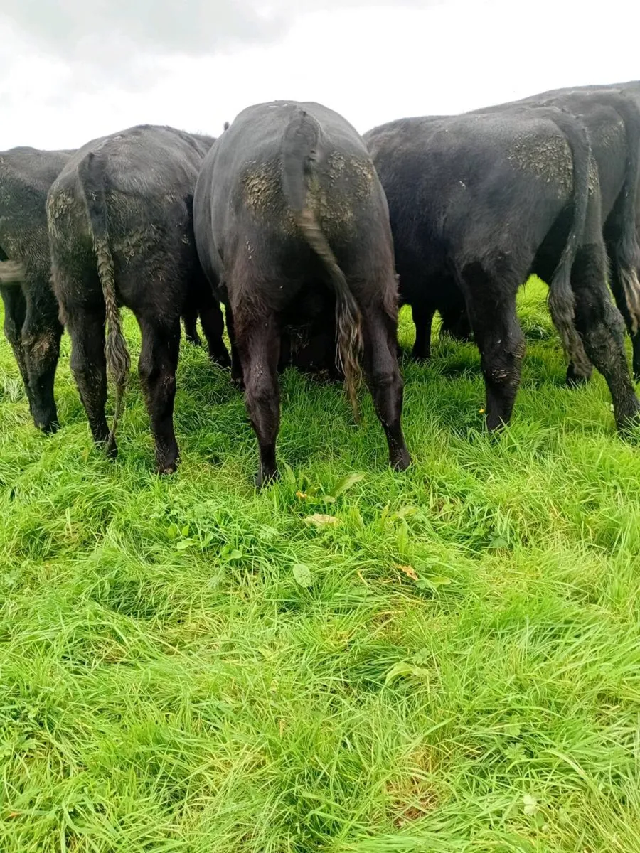 12 angus bullocks 480 kgs - Image 1