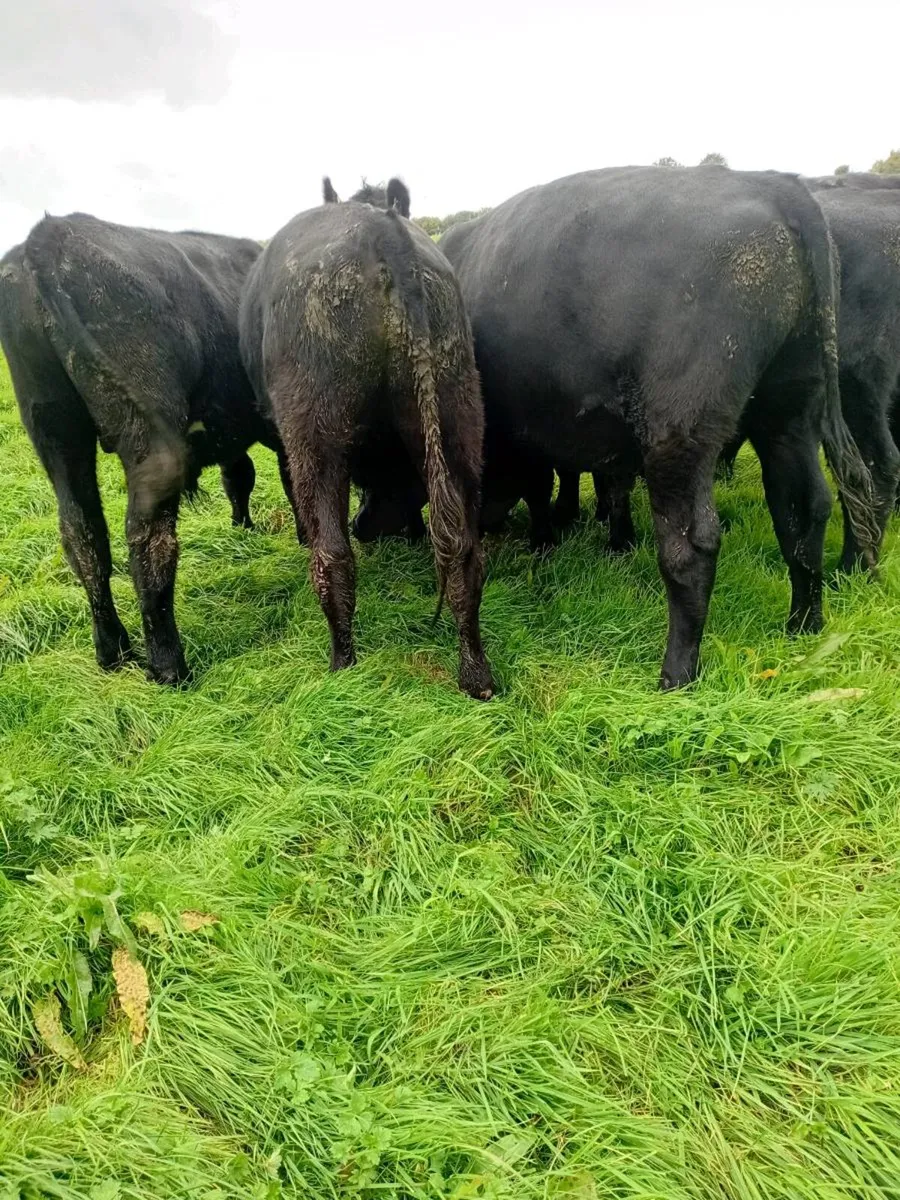 12 angus bullocks 480 kgs - Image 4