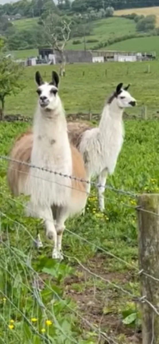Lovely pair of Llamas - Image 1