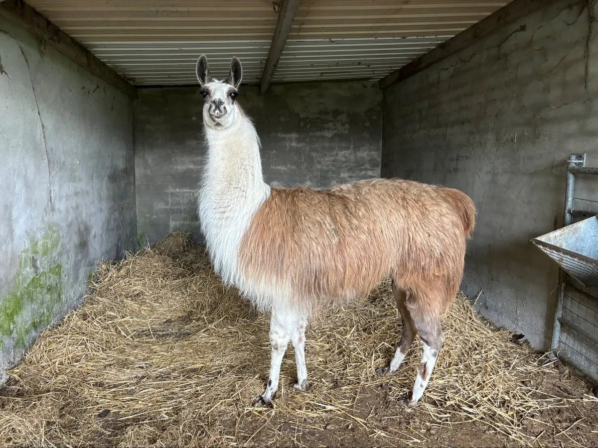 Lovely pair of Llamas - Image 2