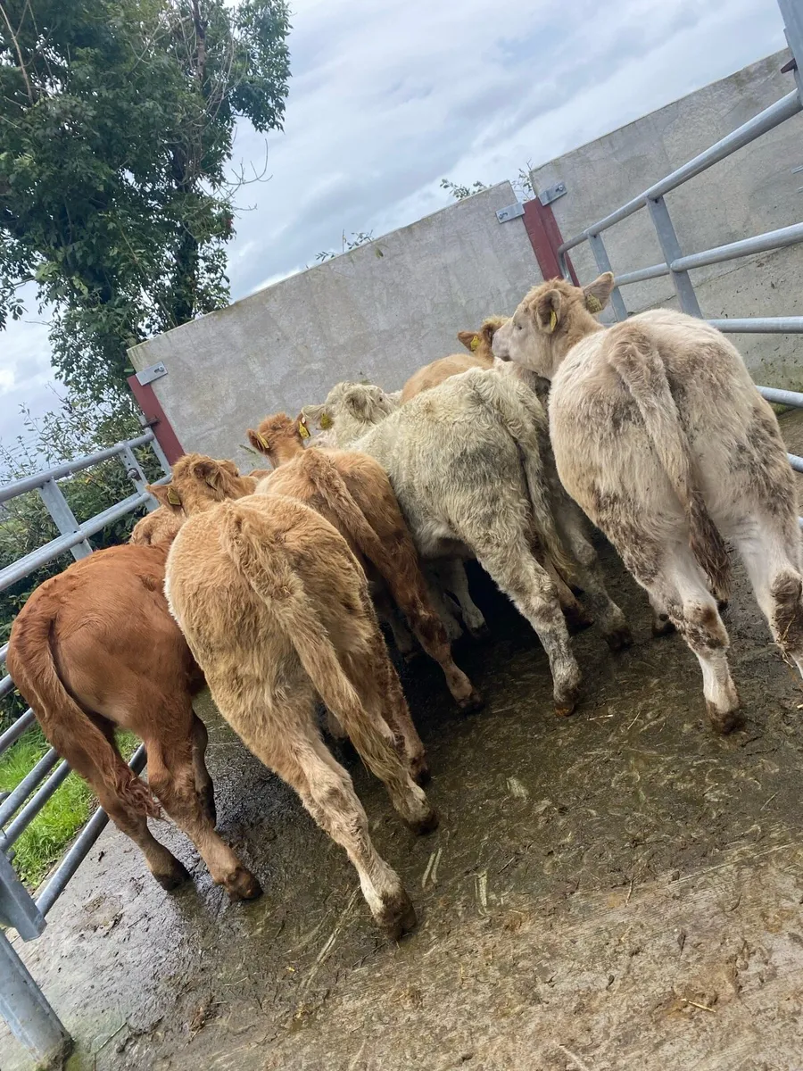 10 super suckler bred charlaois heifer weanlings - Image 3