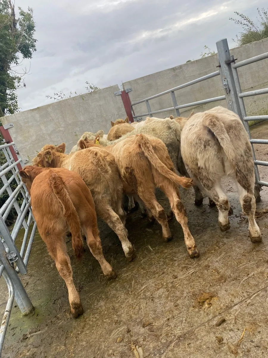 10 super suckler bred charlaois heifer weanlings - Image 4