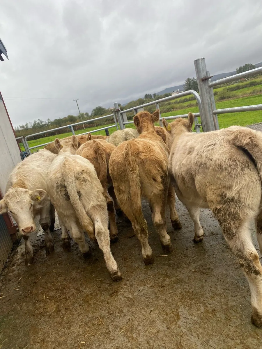 10 super suckler bred charlaois heifer weanlings - Image 1