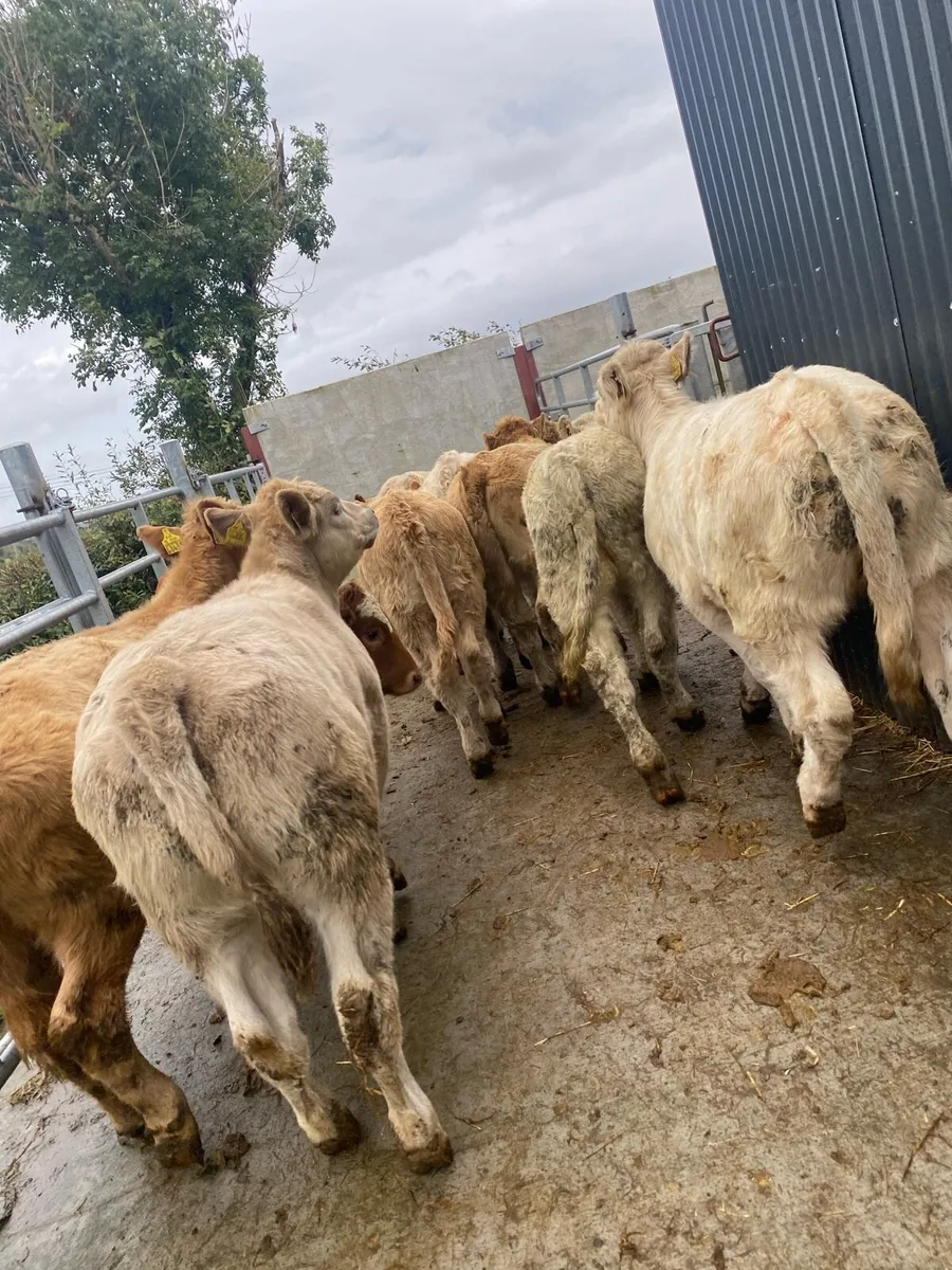 10 super suckler bred charlaois heifer weanlings - Image 2