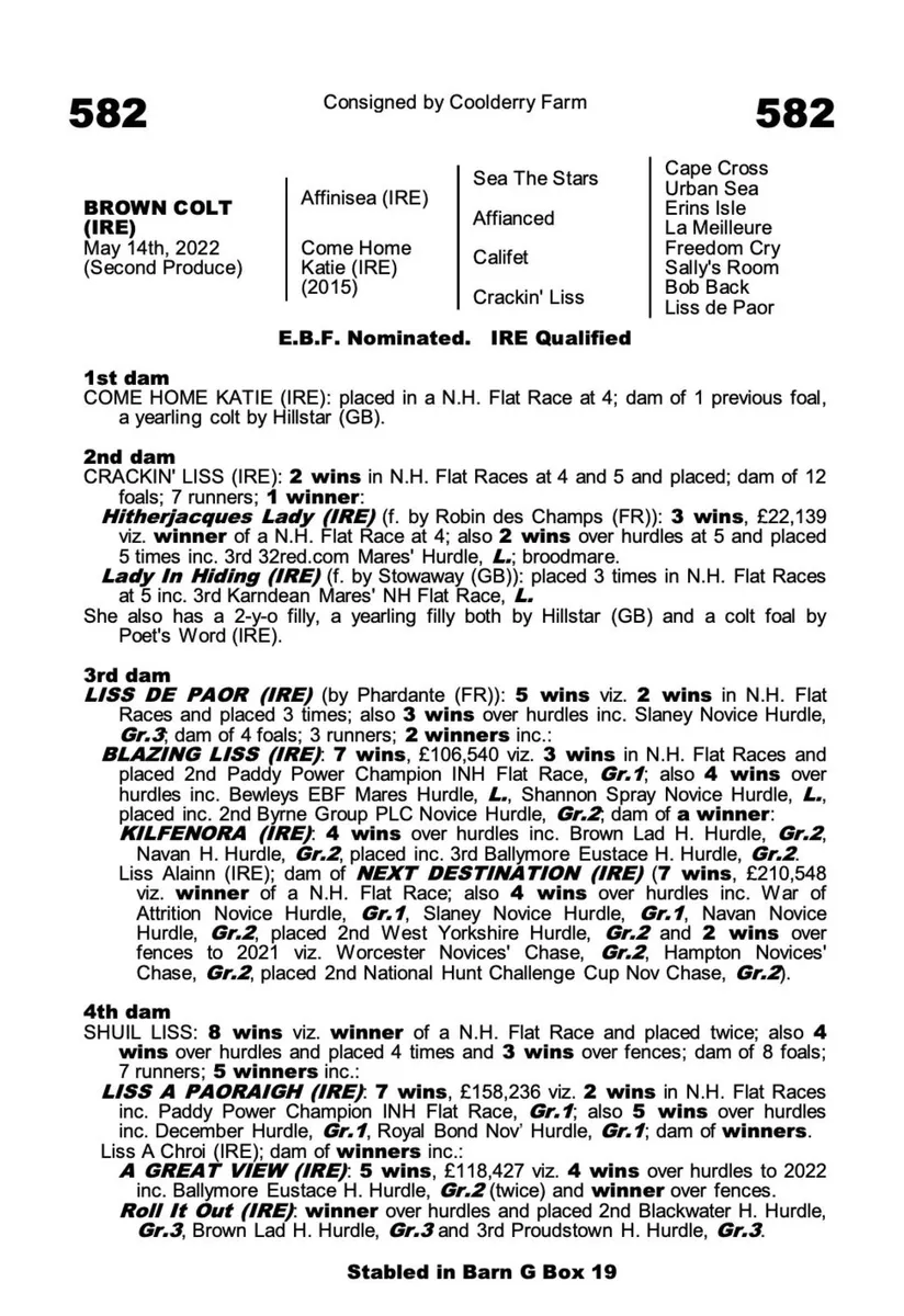 3 yo Sea Moon filly - Image 2