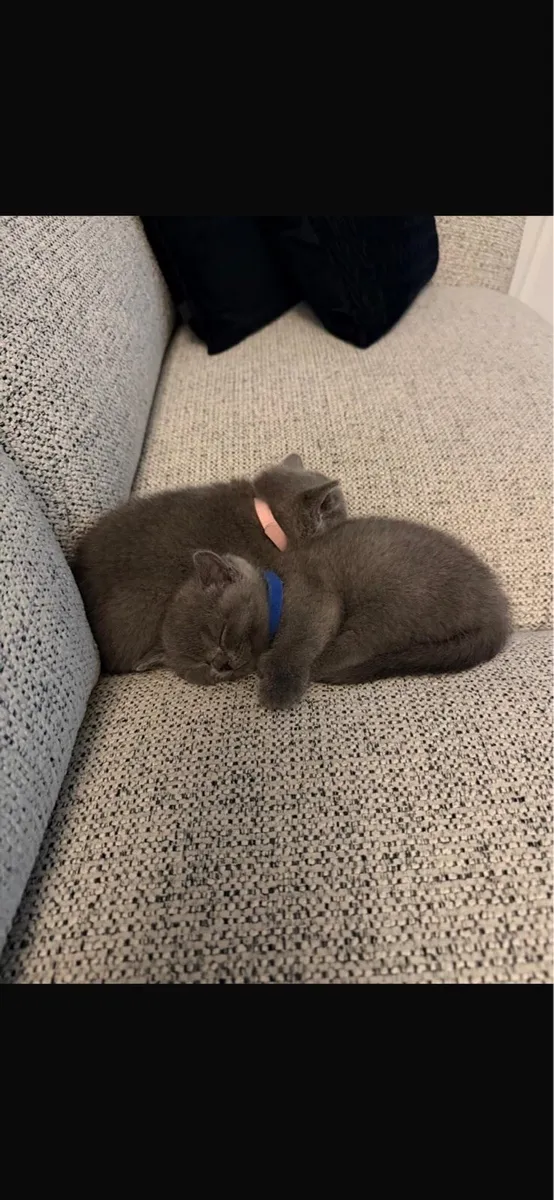 British Shorthair - Image 1