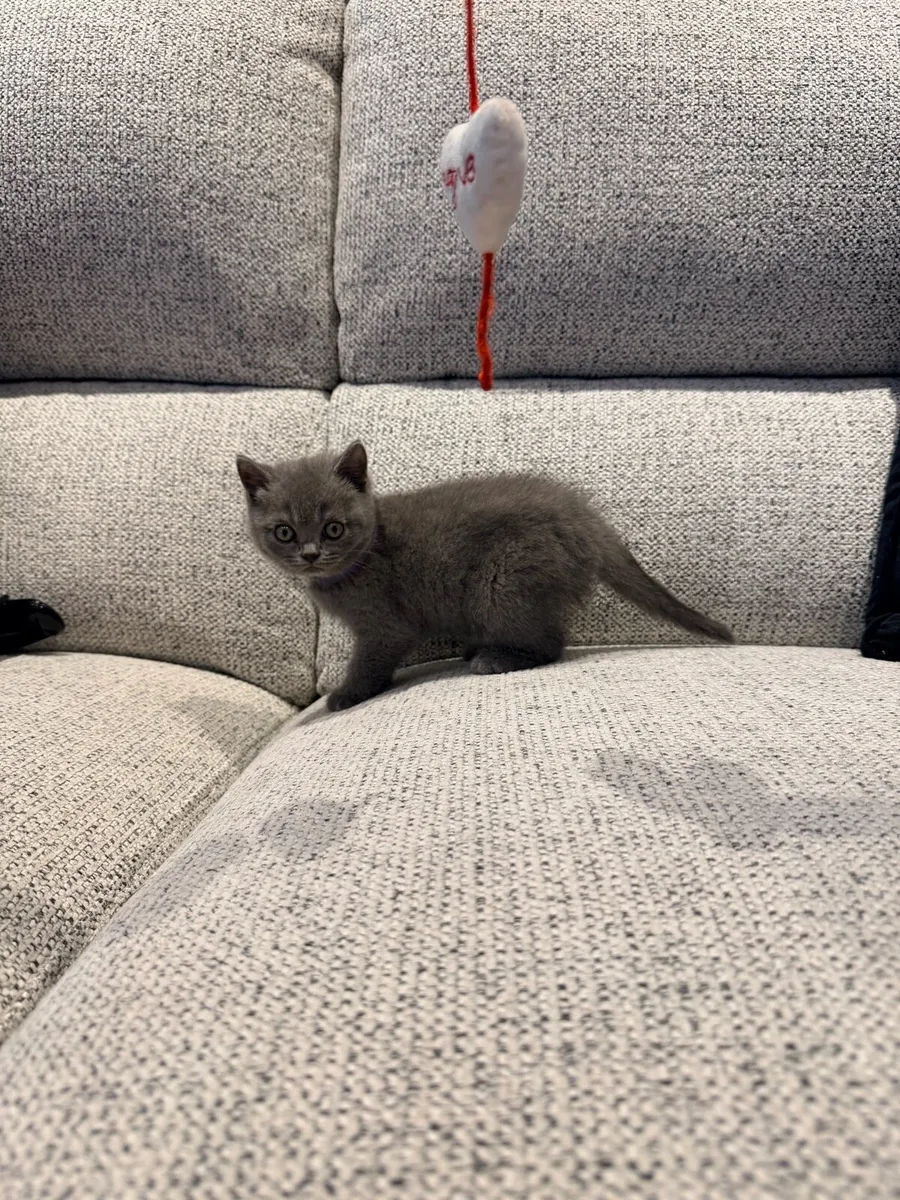 British Shorthair - Image 2