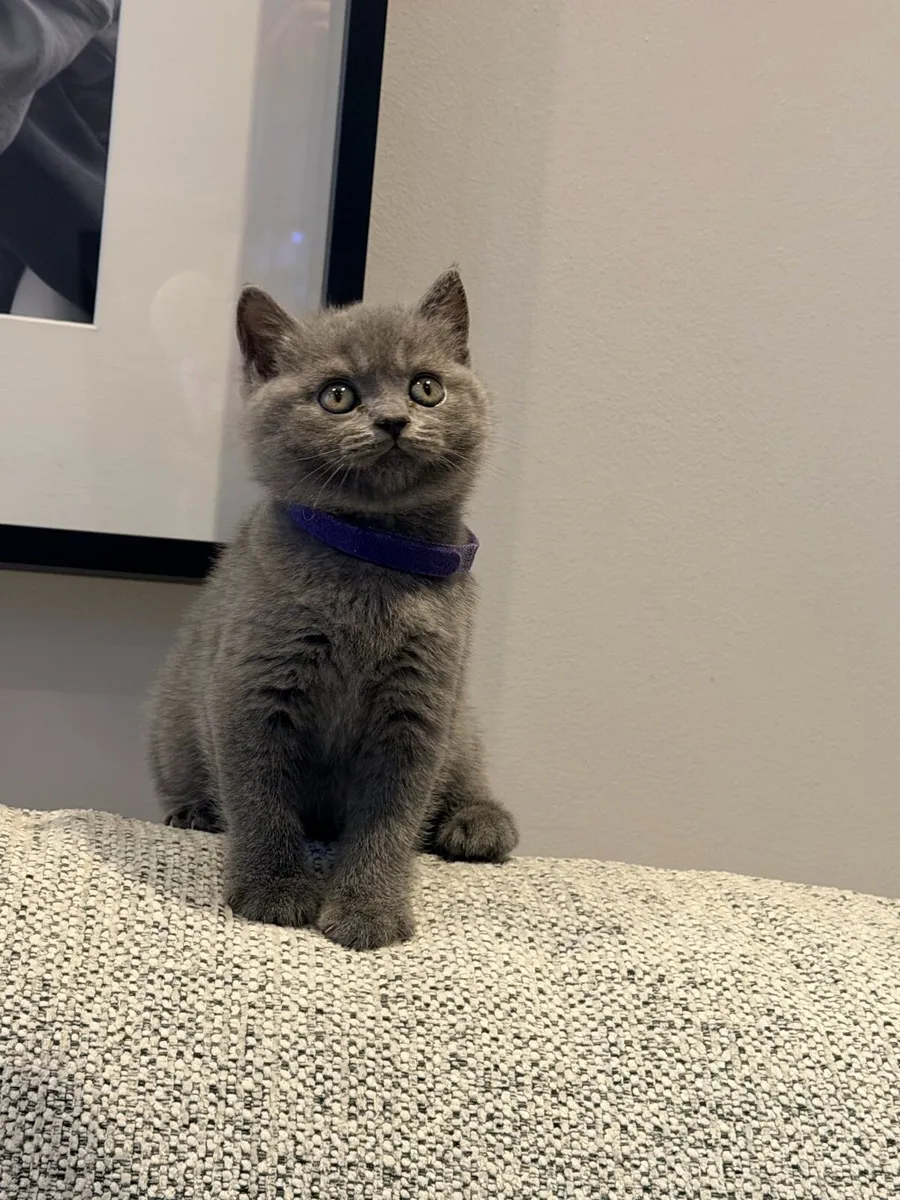 British Shorthair - Image 3