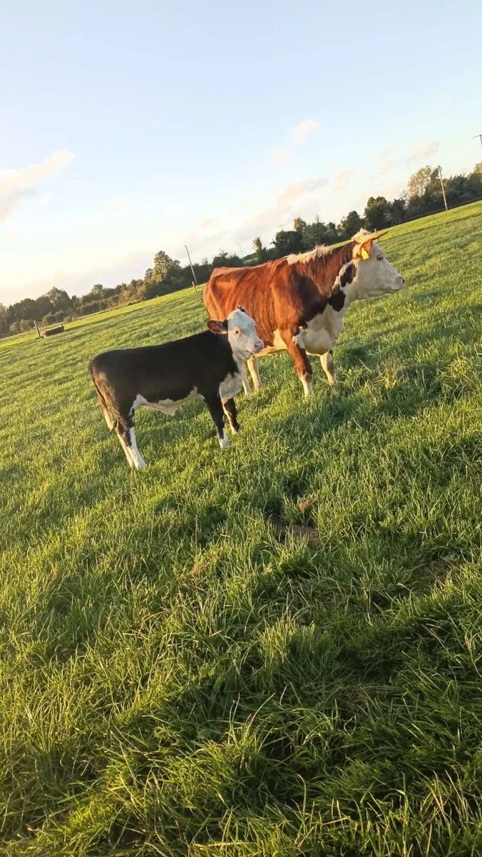 Hereford heifer and Hereford heifer calf - Image 1