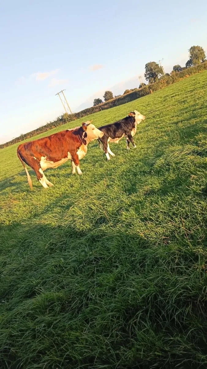 Hereford heifer and Hereford heifer calf - Image 2