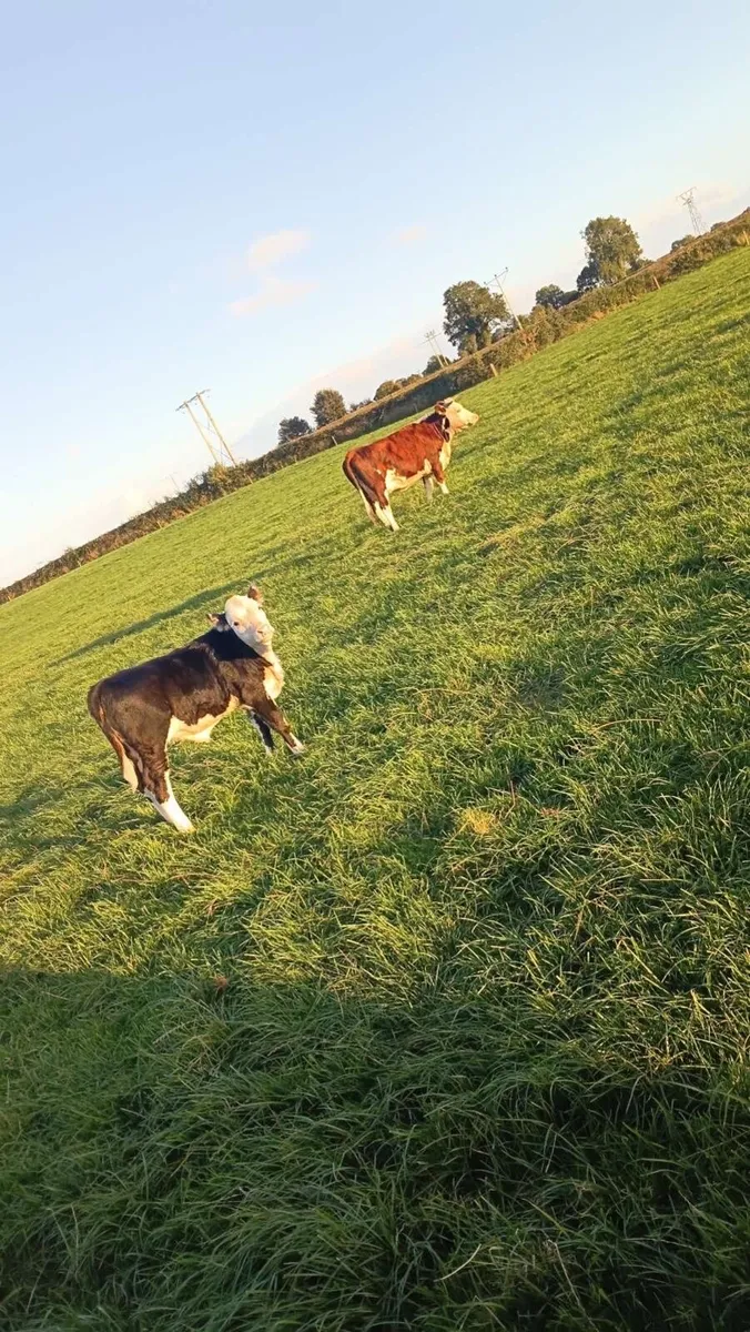 Hereford heifer and Hereford heifer calf - Image 3