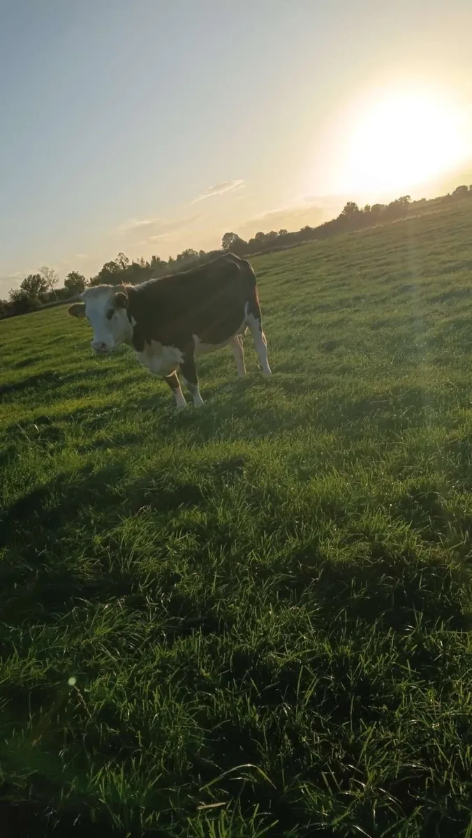 Hereford heifer and Hereford heifer calf - Image 4