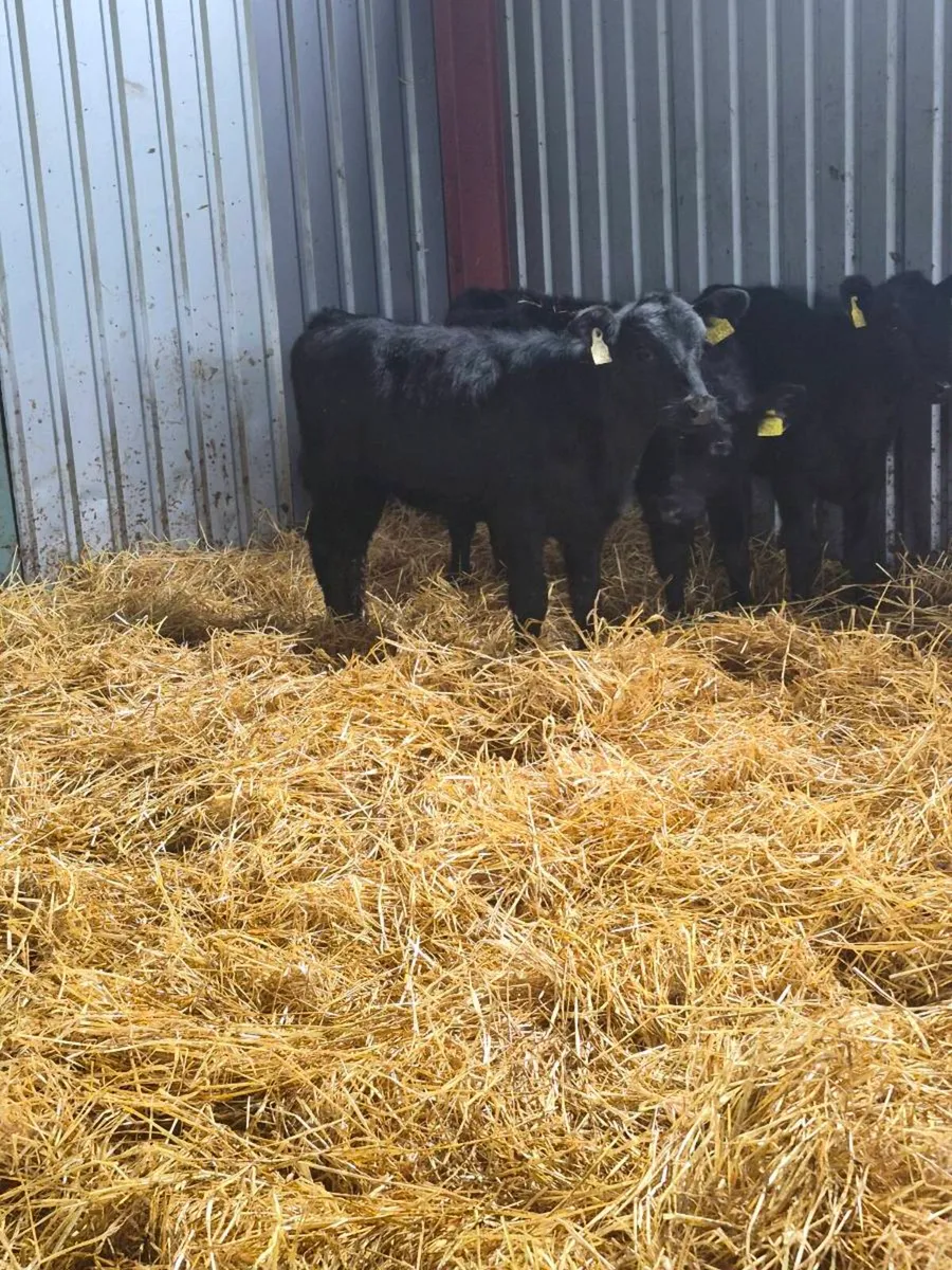 Angus heifers - Image 1