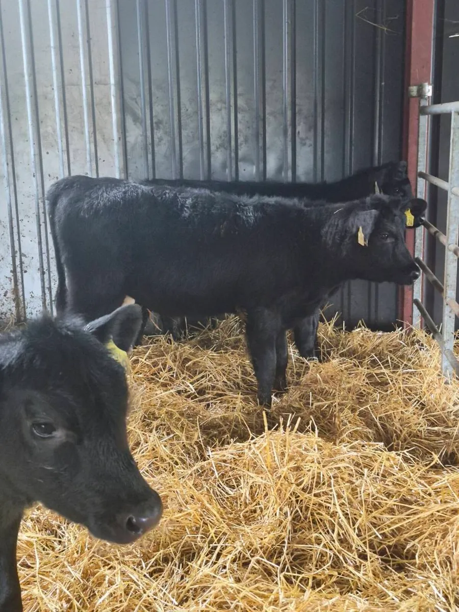Angus heifers - Image 2