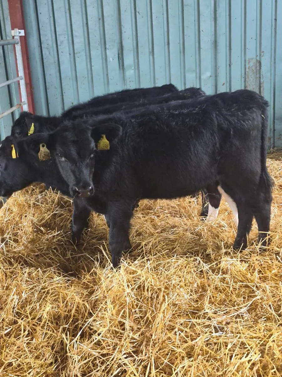 Angus heifers - Image 3