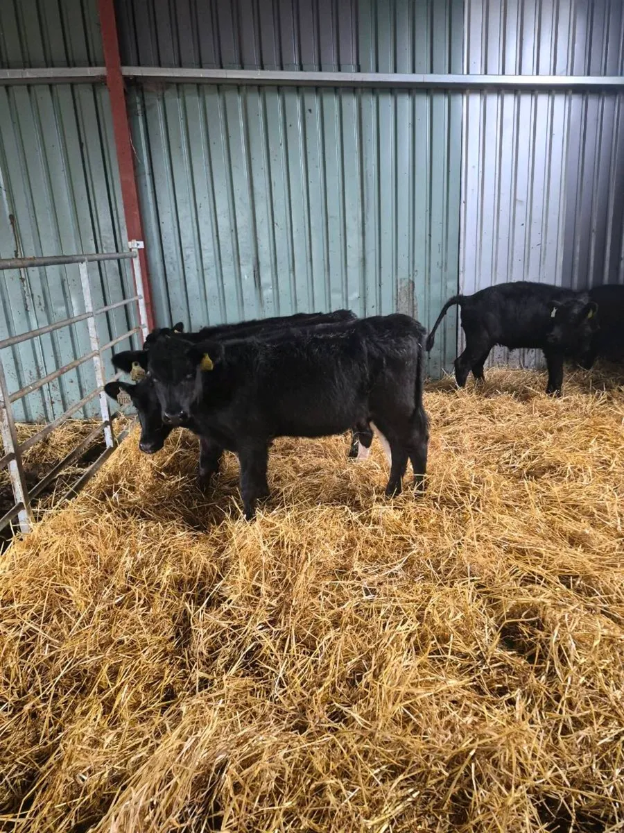 Angus heifers - Image 4