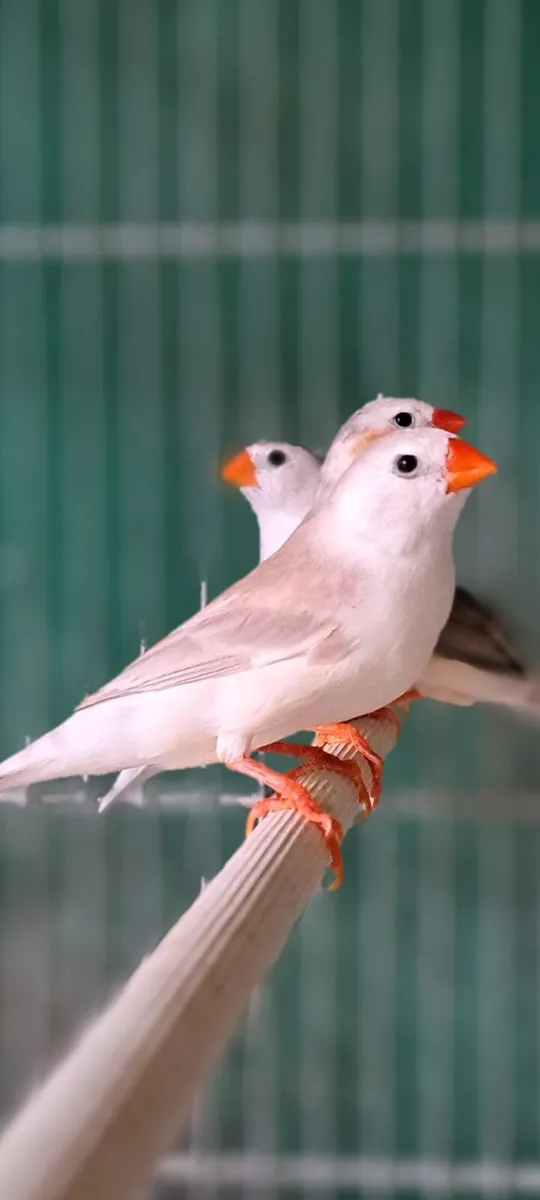 Penguin zebra finch . - Image 1