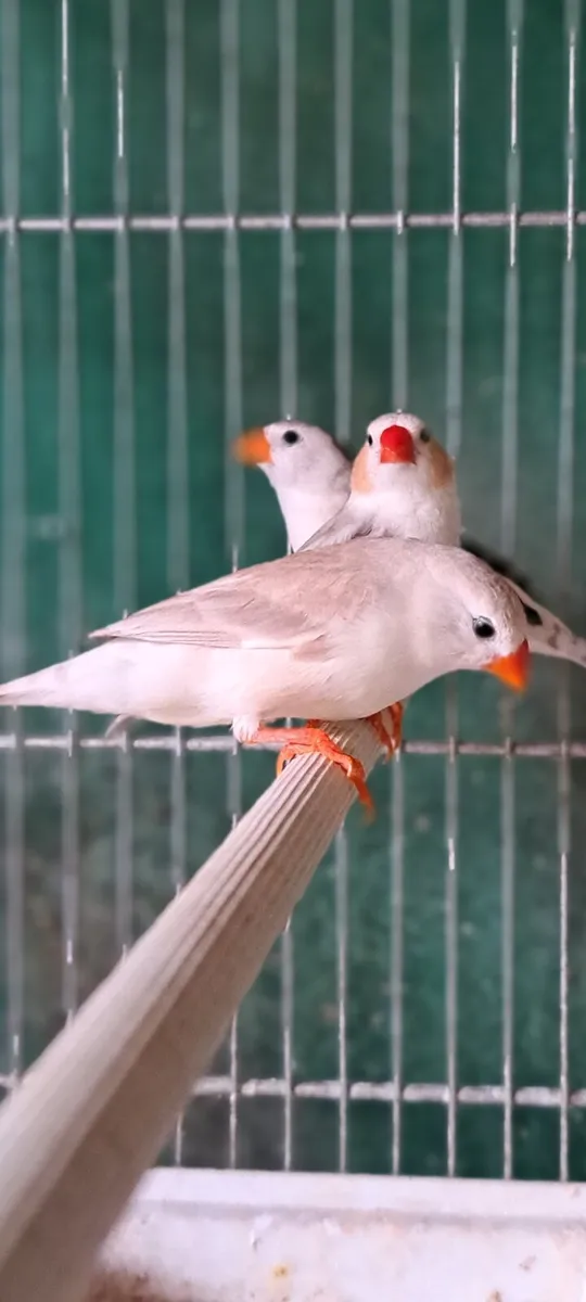 Penguin zebra finch . - Image 2