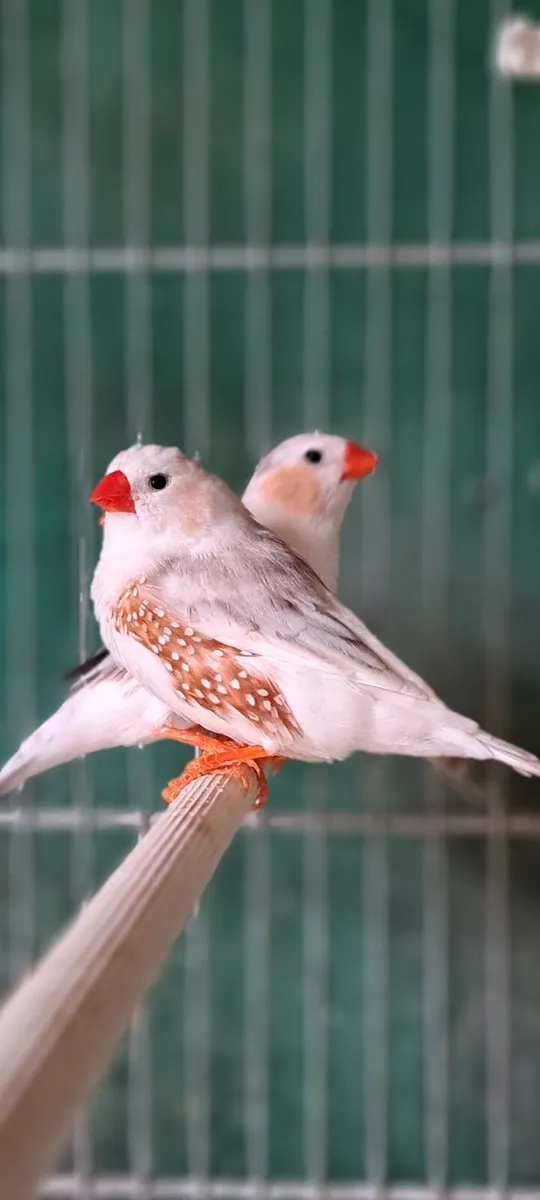 Penguin zebra finch . - Image 3