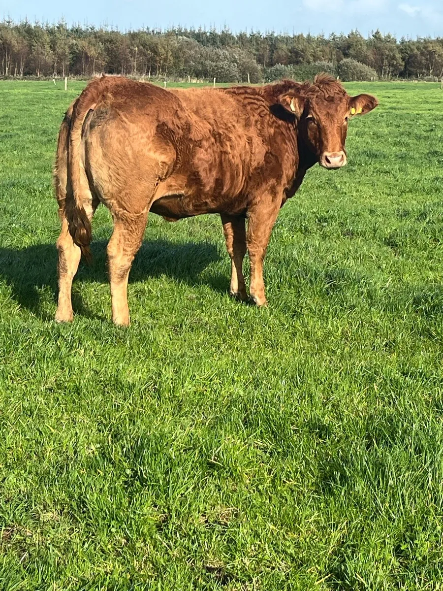 Heifers Ennis Mart Thursday 15th - Image 1