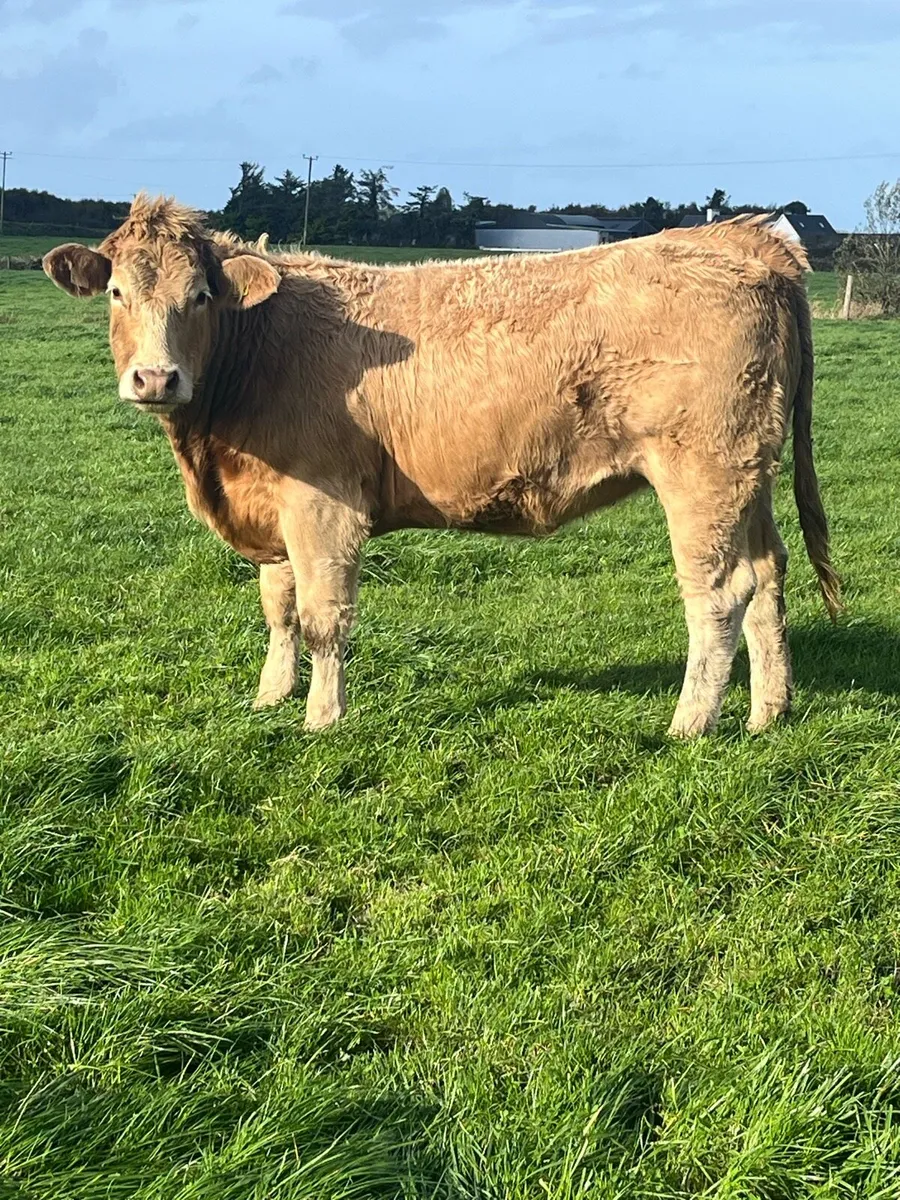 Heifers Ennis Mart Thursday 15th - Image 2