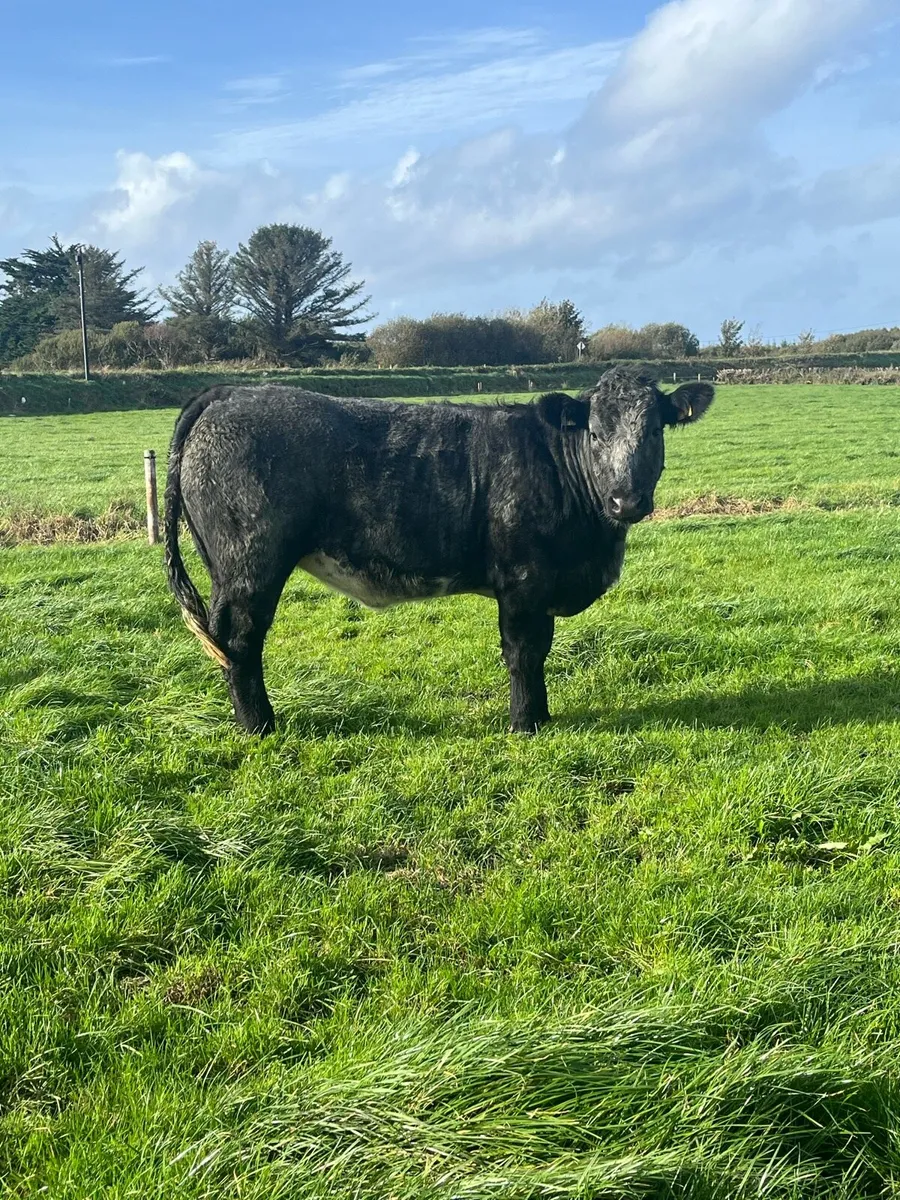 Heifers Ennis Mart Thursday 15th - Image 3