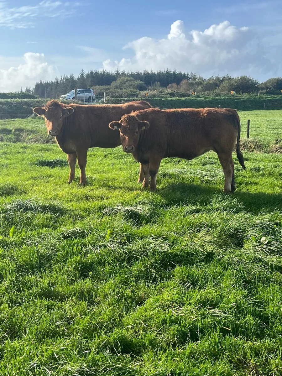Heifers Ennis Mart Thursday 15th - Image 4