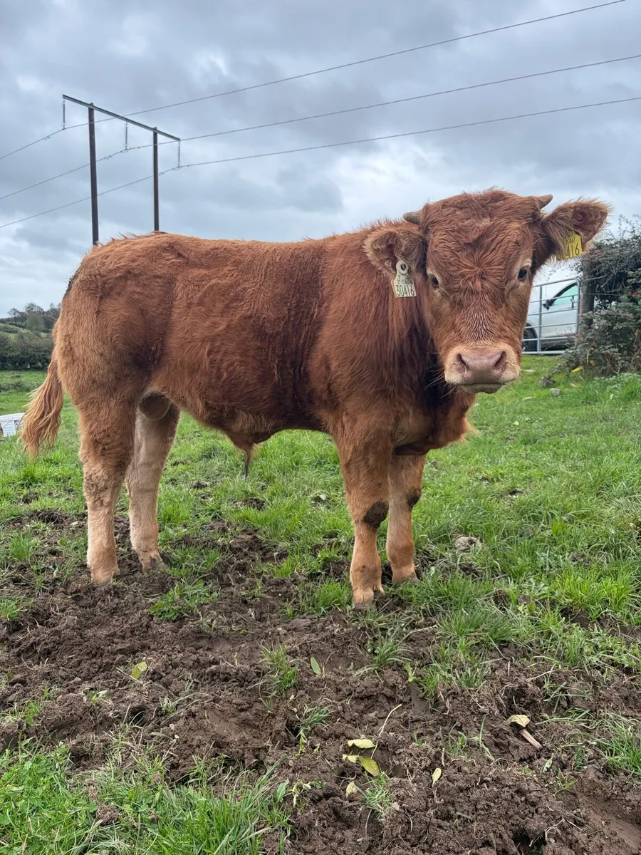 2 PBR Weanling Bulls - Image 1