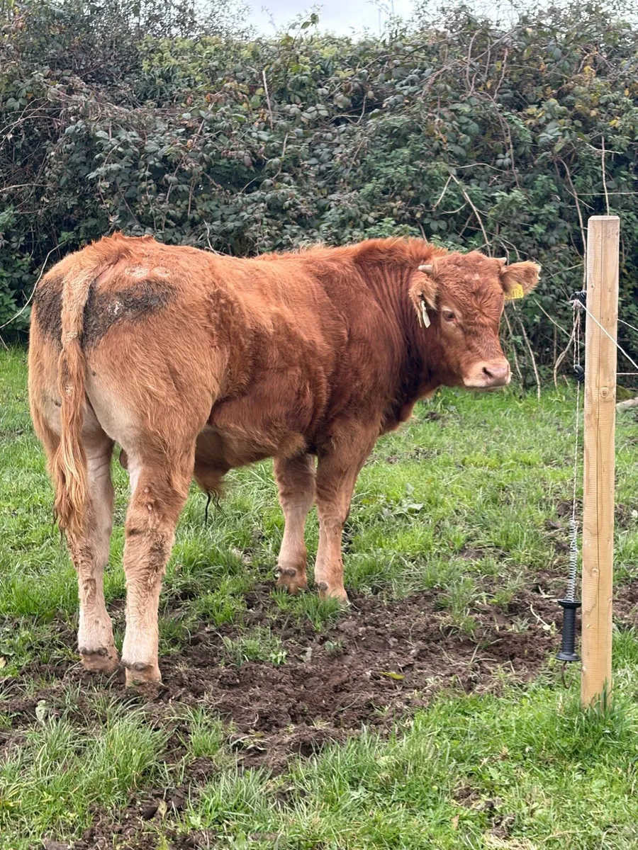 2 PBR Weanling Bulls - Image 2