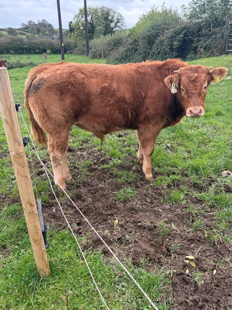 2 PBR Weanling Bulls - Image 3