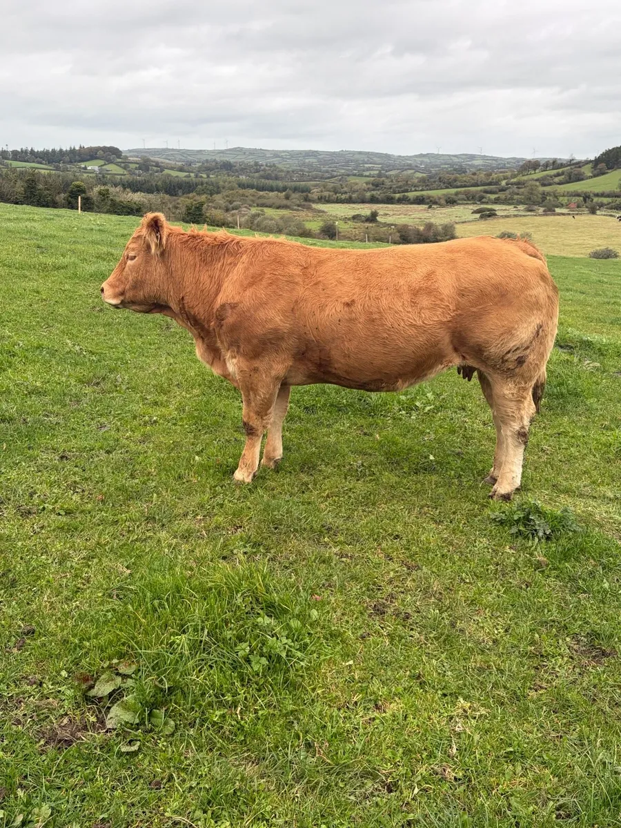2 PBR Weanling Bulls - Image 4
