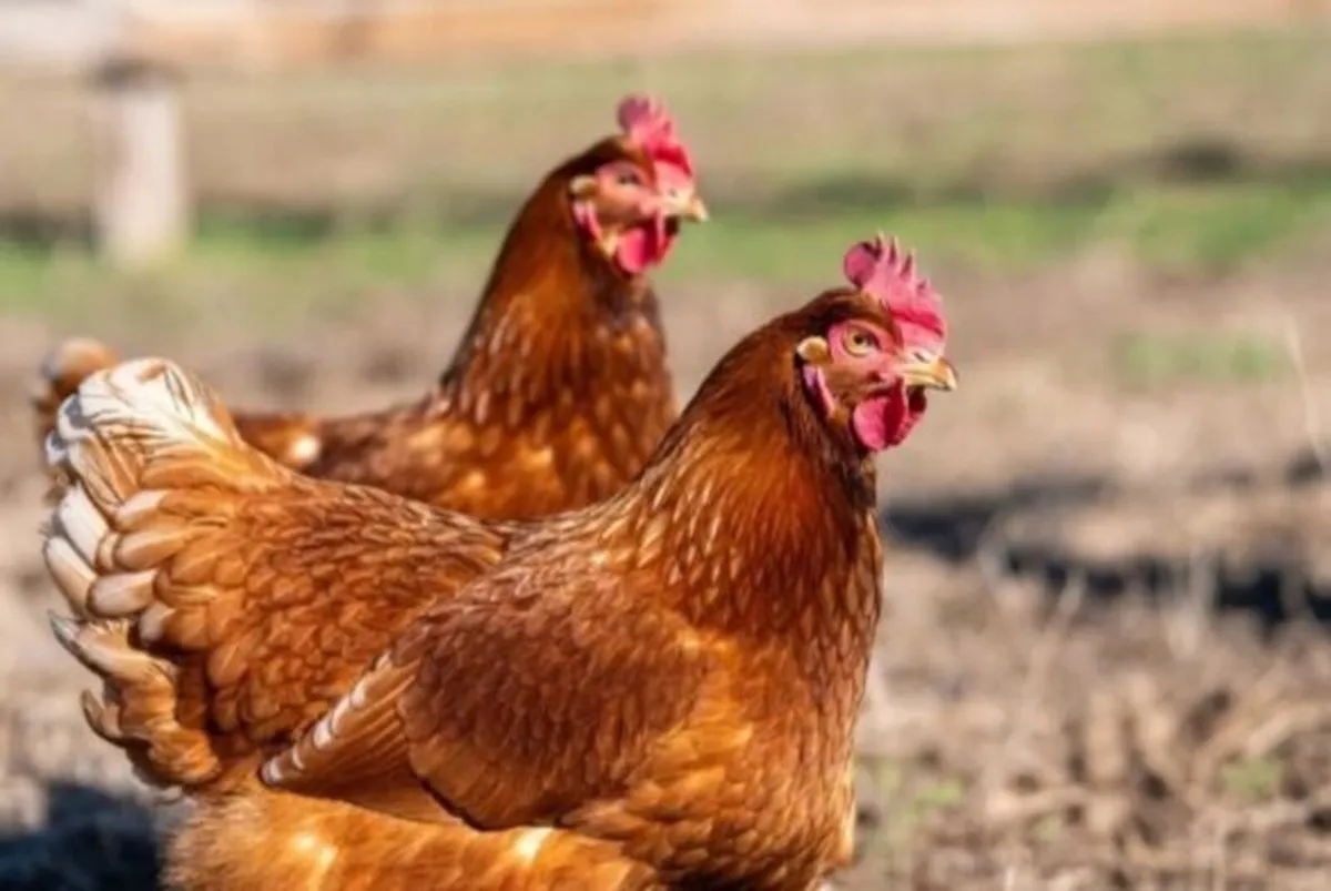 Hens