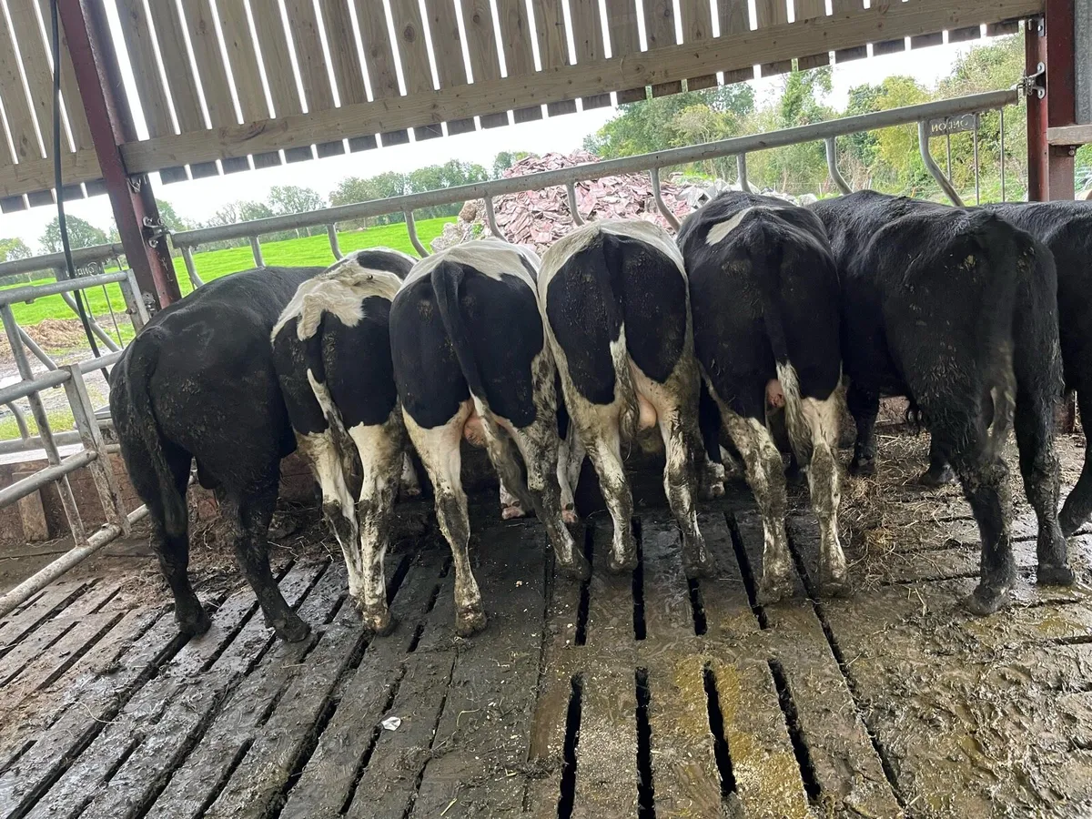 9 bullocks - Image 1
