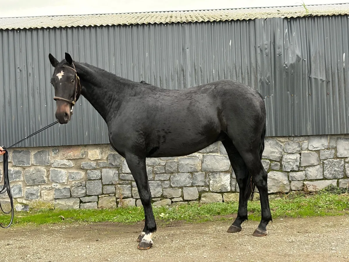 3yo gelding for sale - Image 1