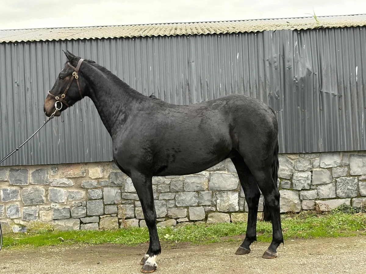 3yo gelding for sale - Image 2